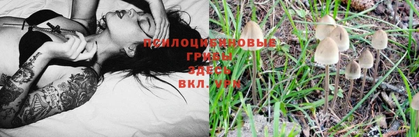 бошки Белокуриха